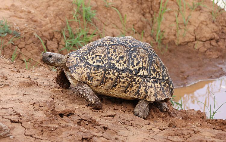 Leopardschildkröte