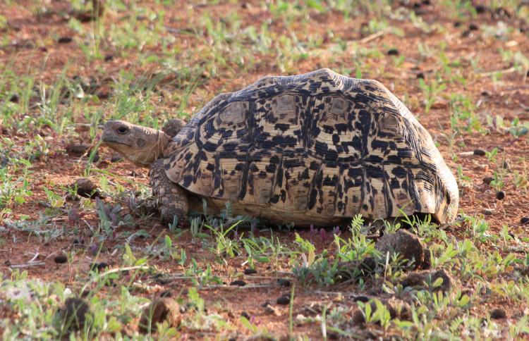 Leopardschildkröte