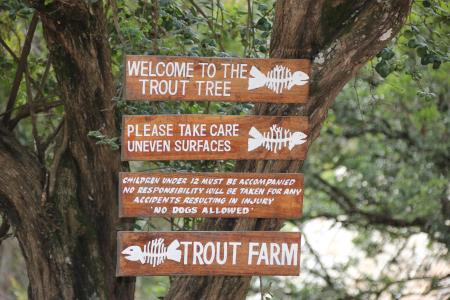 Trout Tree Restaurant