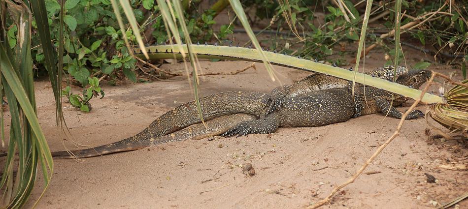 Nilwarane bei der Paarung