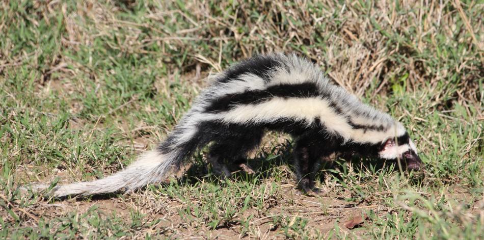 Afrikanisches Stinktier - Zorilla