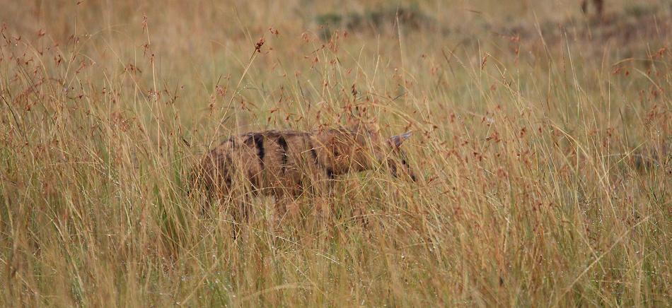 Erdwolf, Aardwolf (Proteles cristata)
