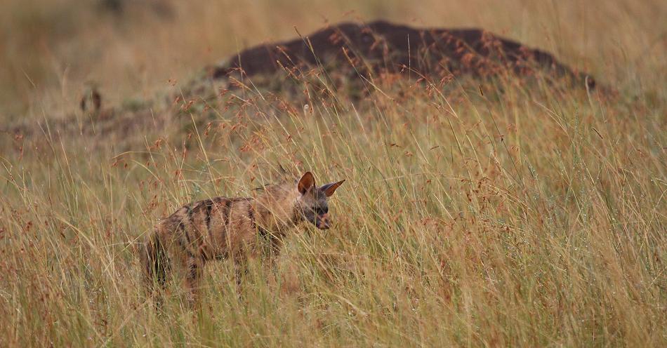Erdwolf, Aardwolf (Proteles cristata)