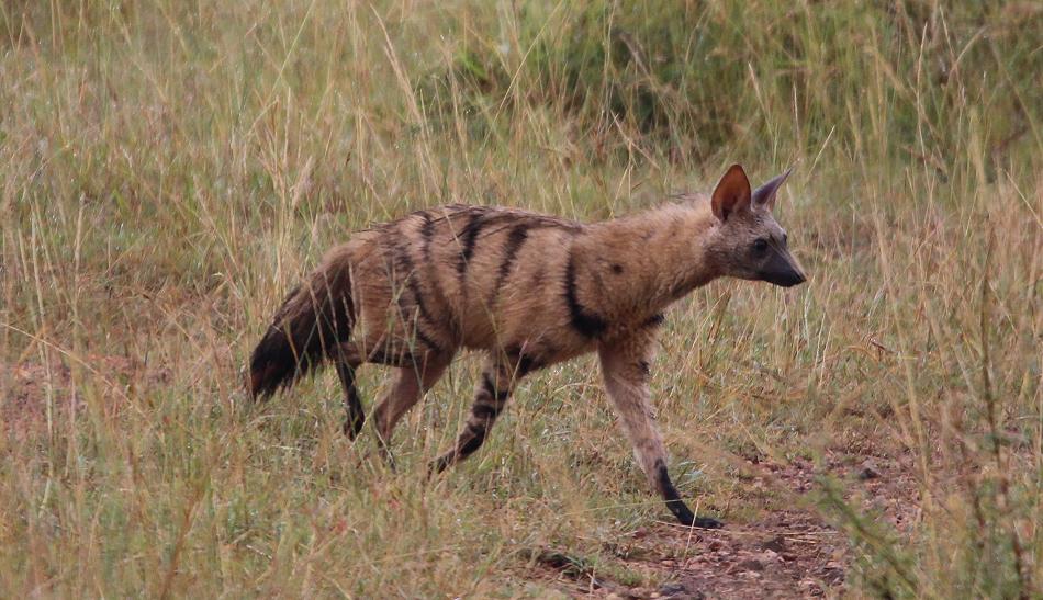 Erdwolf, Aardwolf (Proteles cristata)
