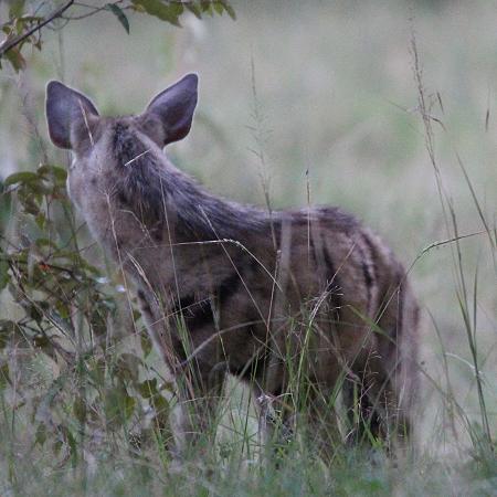 Erdwolf, Masai Mara