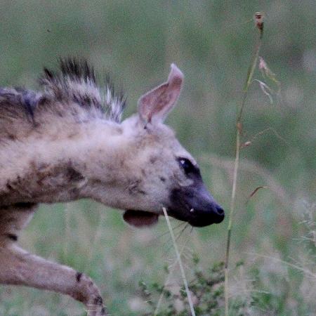 Erdwolf, Masai Mara