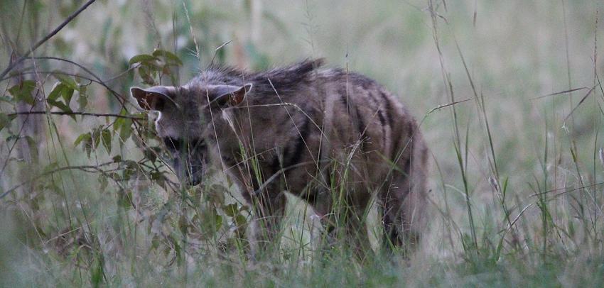 Erdwolf, Masai Mara