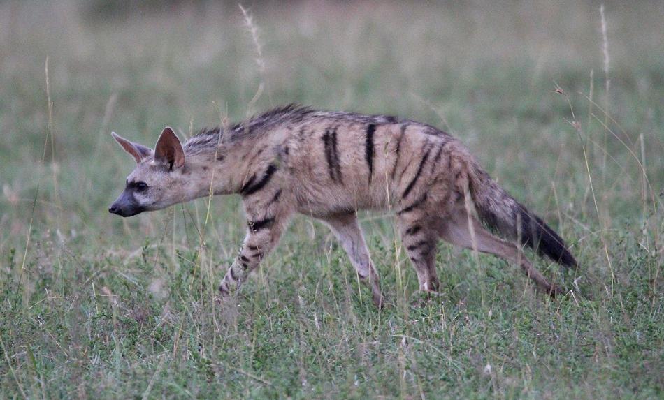 Erdwolf, Masai Mara