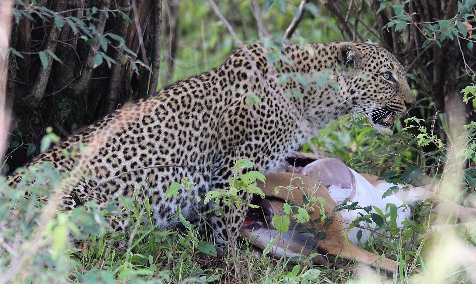 Leopardin Bahati, Masai Mara