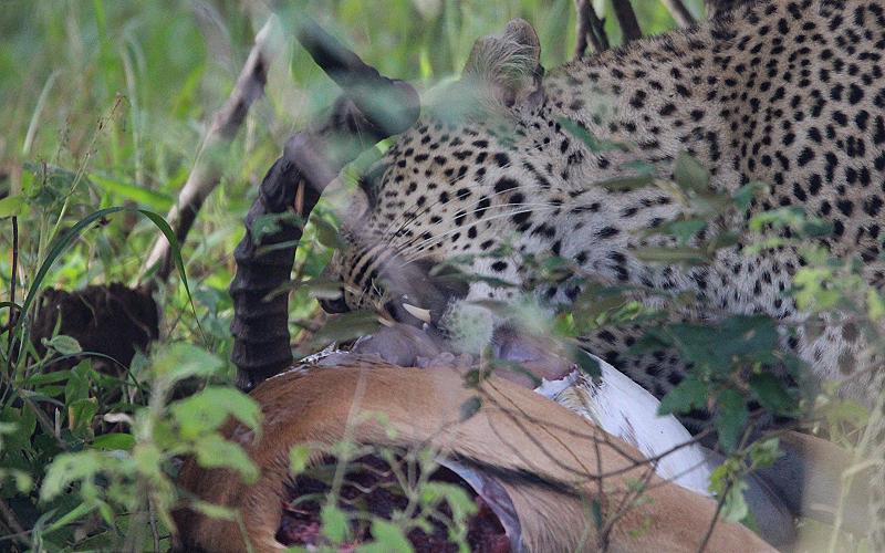 Leopard, Bahati