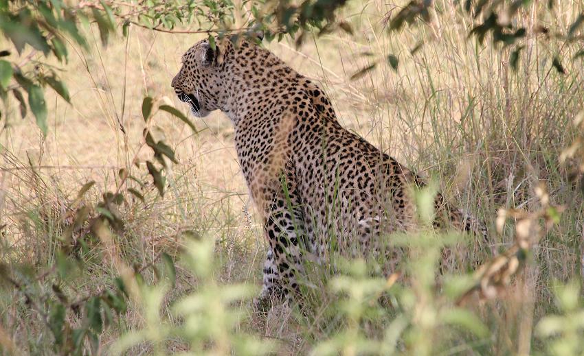 Leopard, Bahati