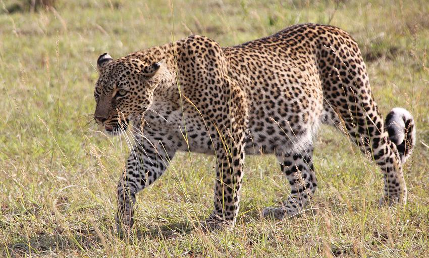 Leopard, Bahati