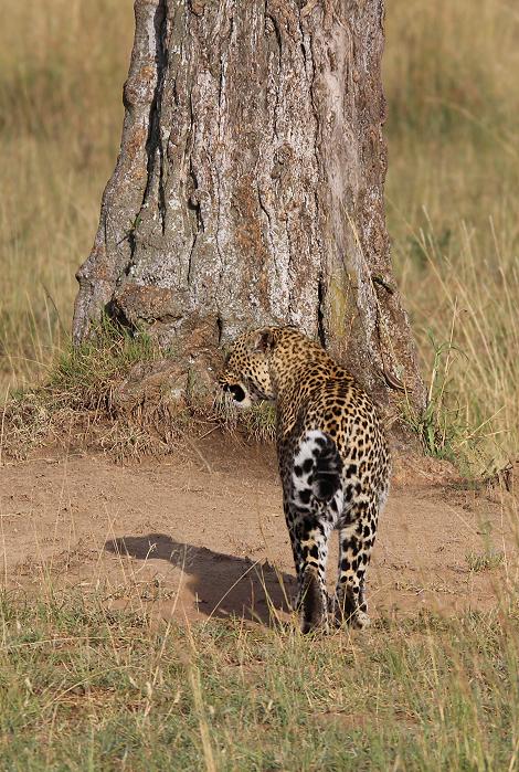Leopard, Bahati