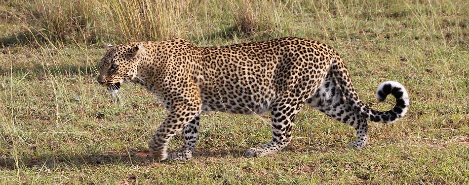 Leopard, Bahati
