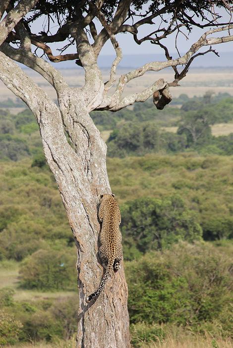 Leopard, Bahati