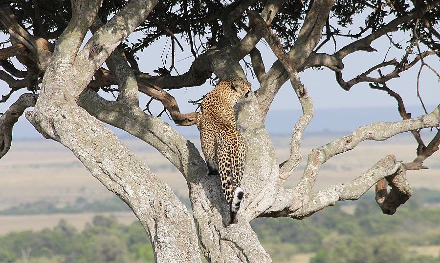 Leopard, Bahati