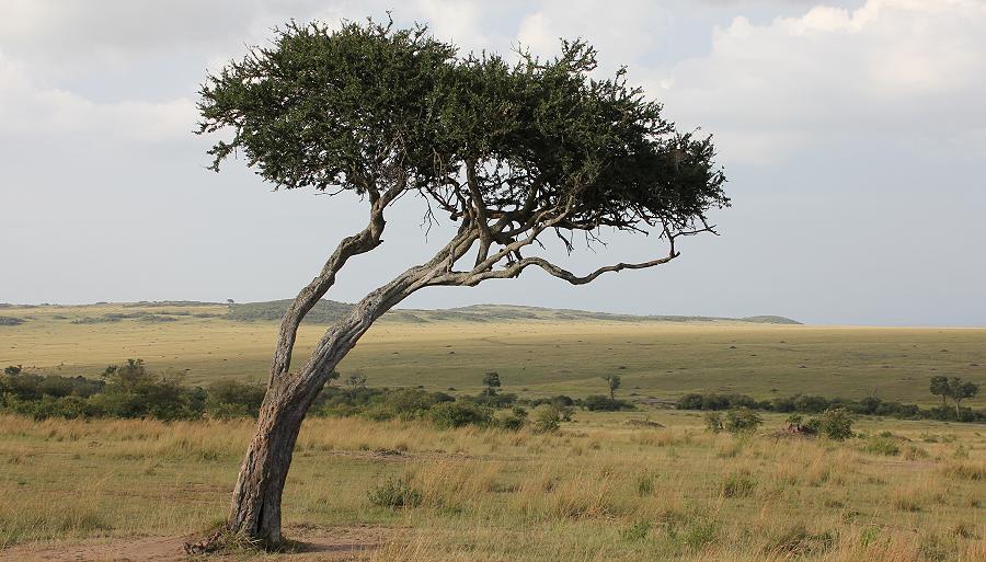 Leopard, Bahati