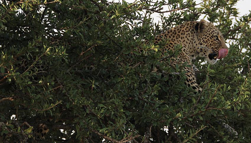 Leopard, Bahati