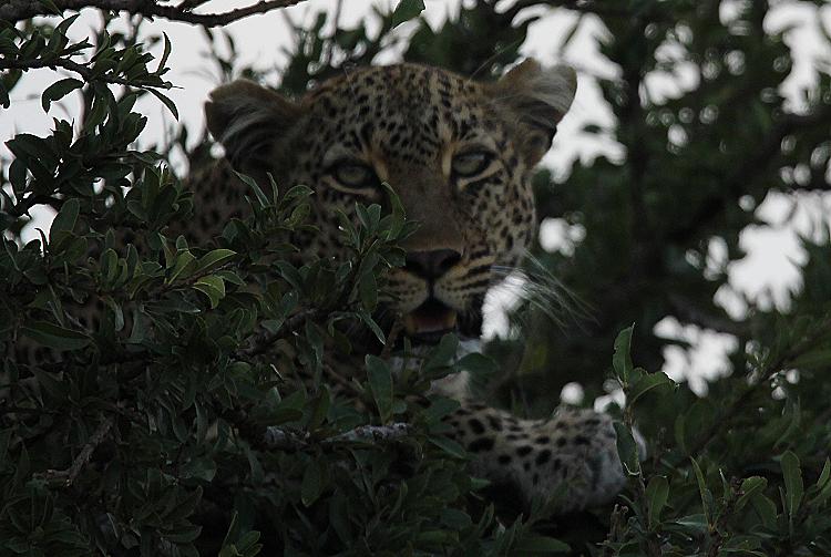 Leopard, Bahati