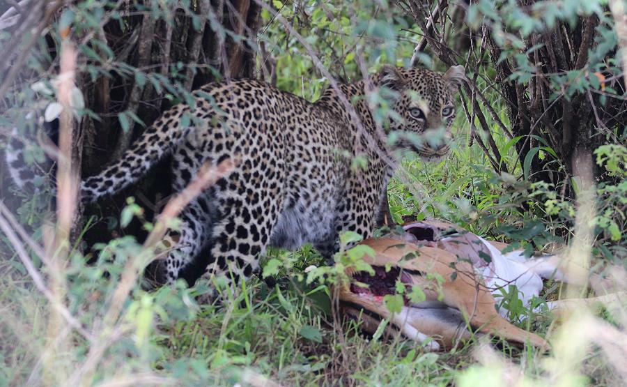 Leopardin Bahati, Masai Mara