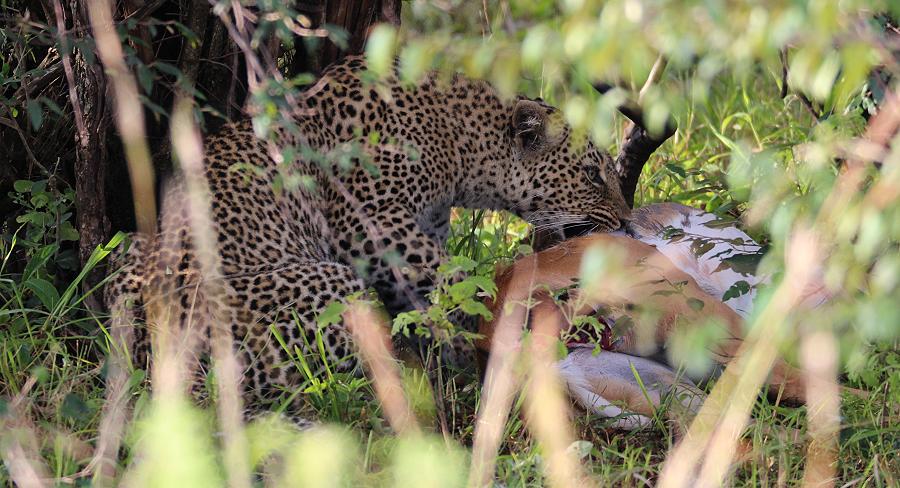 Leopardin Bahati, Masai Mara