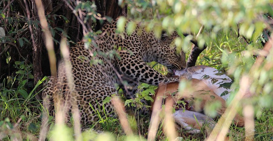 Leopardin Bahati, Masai Mara