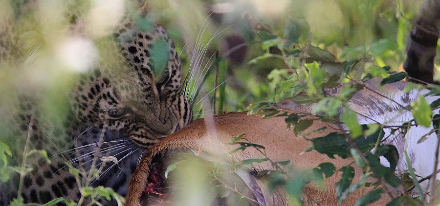 Leopardin Bahati, Masai Mara