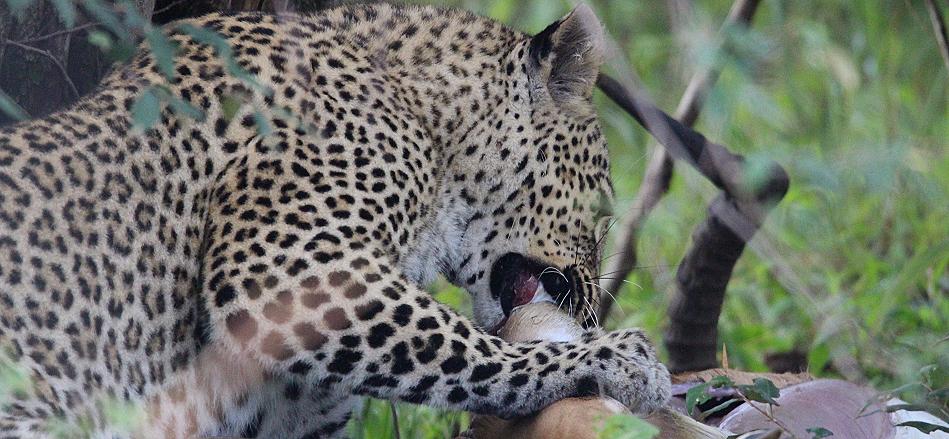 Leopardin Bahati, Masai Mara