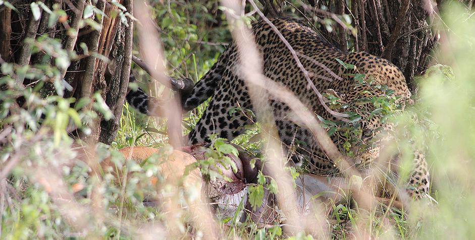 Leopard, Bahati