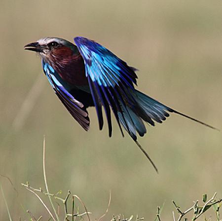 Gabelracke im Flug