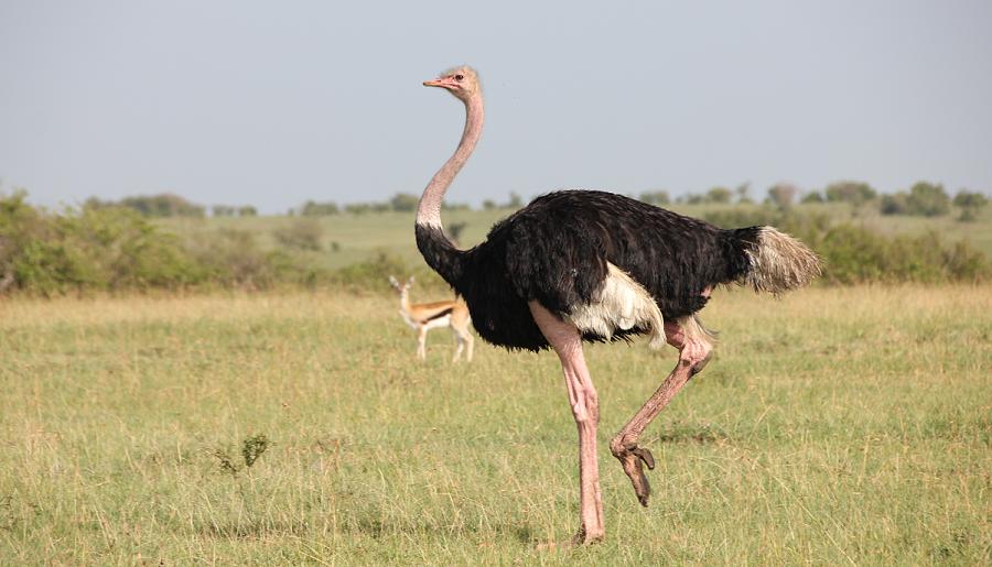 Masai Strauß