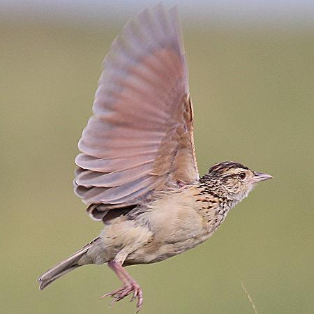 Birding Masai Mara