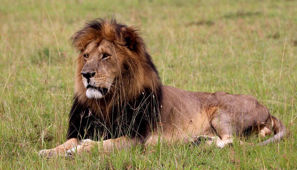 Blackie, Masai Mara