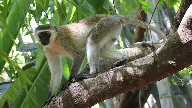 Wildlife and fun in Boko Boko