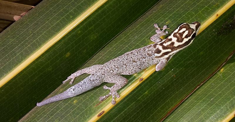 Wildlife and fun in Boko Boko