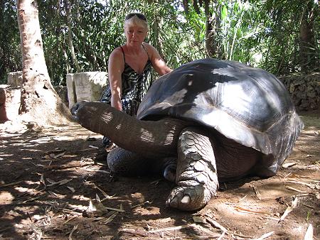 Aldabra Riesenschildkröte im Boko Boko Garten