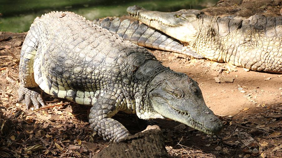 Wildlife and fun in Boko Boko