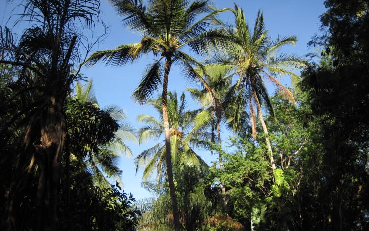 Boko Boko Tropical Garden
