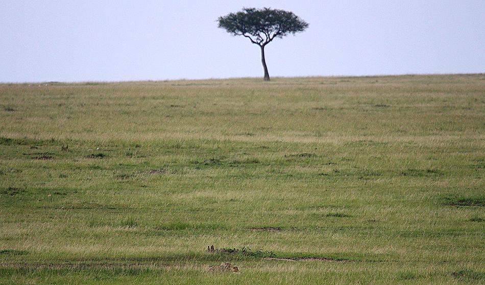 Gepard wird von Warzenschwein angegriffen