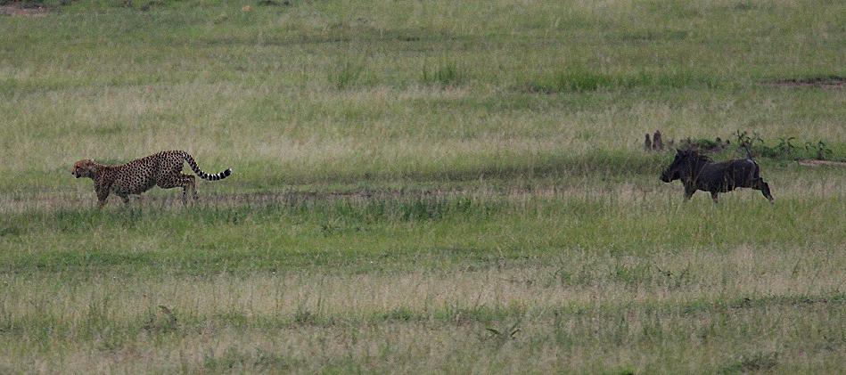 Gepard wird von Warzenschwein angegriffen