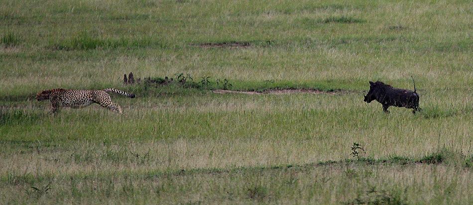 Gepard wird von Warzenschwein angegriffen