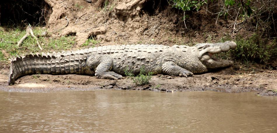 Nilkrokodil Bulle, Mara River