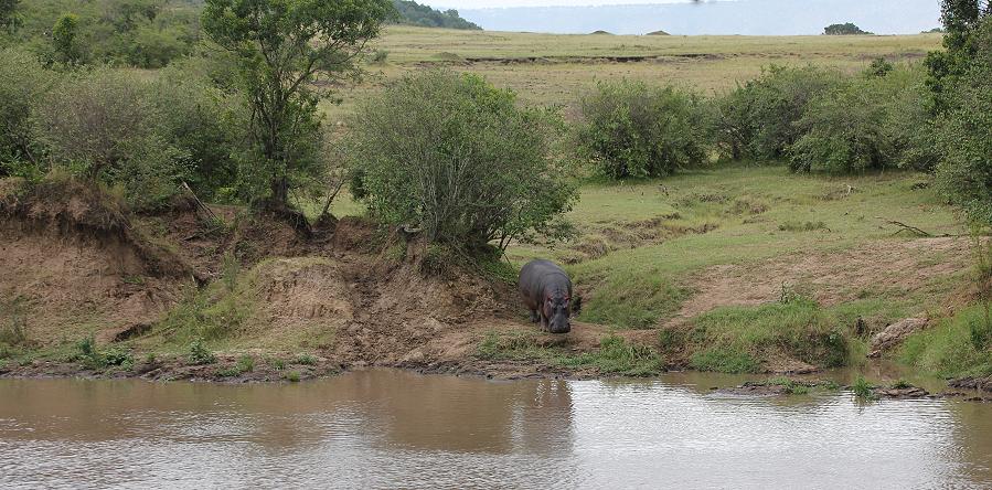 Mara Eden Safari Camp - Mara River