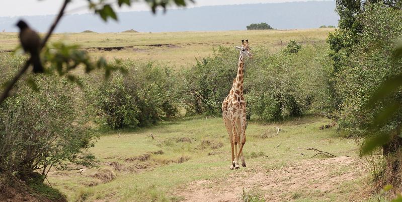 Mara Eden Safari Camp - Mara River