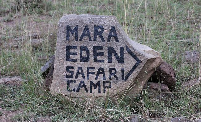 Löwen im Regen, Masai Mara