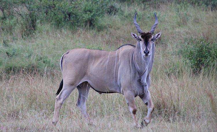 MASAI MARA