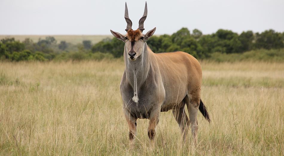 Eland