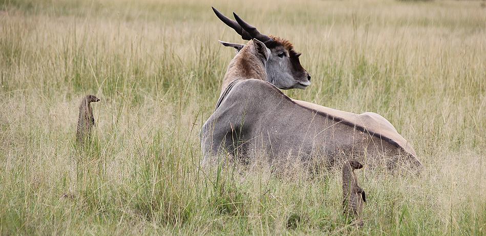 Eland