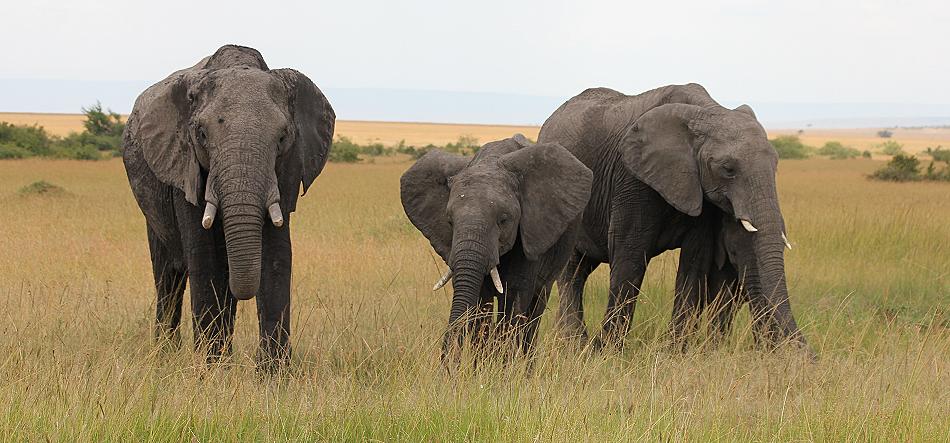 Elefanten, Masai Mara