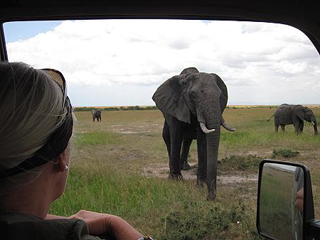 Elefanten, Masai Mara